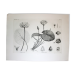 Gravure fleur - planche original de la  chalcographie du louvre  1800 - lotus nympha