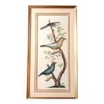 Gravure oiseaux colorée main cadre doré d'après diderot d'alembert Gravure oiseaux colorée main cadre doré d'après diderot d'alembert