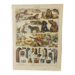 Gravure originale animaux  fourrures (2) affiche ancienne et vintage de 1909