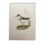 Illustration ancienne oiseaux - chevalier guignette, annes 1960