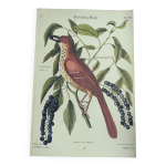 Illustration ancienne oiseau - grive rousse - gravure zoologique de seligmann & catesby, 1973