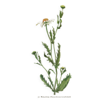 Illustration botanique 1948 - pyr�thre par h. strache - fleur des pr�s