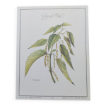 Illustration botanique - grande ortie - gravure de plantes mdicinales et herbes. pastels de c. michaut ...