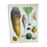 Illustration de lgumes du jardin - illustration potager vintage botanique vilmorin - betterave 2