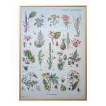 Imprim�e en 1954, les plantes dangereuses.