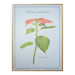 Imprime en 1986, l'toile de nol. botanique vintage.