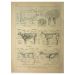 Lithographie ancienne 1921 - anatomie de la vache - gravure pdagogique