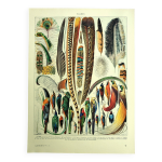 Lithographie ancienne 1928 a. millot - plumes, oiseaux, ailes, paradisier Lithographie ancienne 1928 a. millot - plumes, oiseaux, ailes, paradisier