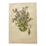 Lithographie botanique de 1897 - vicia oroboides - estampe de e. godard