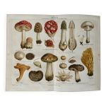 Lithographie gravure sur les champignons 1890