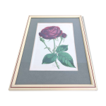 Lithographie illustration botanique rose cadre bois