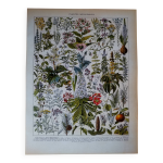 Lithographie originale sur les plantes mdicinales