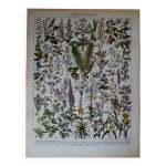 Lithographie originale sur les plantes médicinales Lithographie originale sur les plantes médicinales