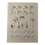 Lithographie sur l'anatomie du cheval (tte, croupe, sabots) - 1920