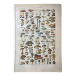 Lithographie sur les champignons de 1922