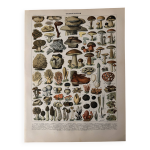Lithographie sur les champignons (lenzite flasque) - 1900 Lithographie sur les champignons (lenzite flasque) - 1900