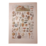 Lithographie sur les coquillages et mollusques de 1922