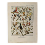 Lithographie sur les oiseaux de volire - 1920