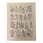 Lithographie sur les plantes aromatiques et mellifres - 1920