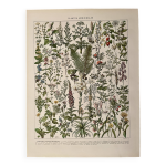 Lithographie sur les plantes mdicinales (absinthe) - 1930