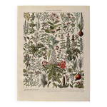 Lithographie sur les plantes mdicinales (gui) - 1930