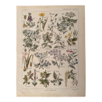 Lithographie sur les plantes vnneuses - 1920
