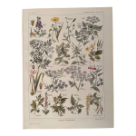 Lithographie sur les plantes vnneuses - 1920