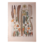 Lithographie sur les plumes de 1922