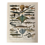 Lithographie sur les poissons (goujon) - 1900