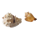 Lot 2 coquillages vintage