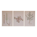 Lot de 3 planches botaniques geigy, prle, soude et pourpier
