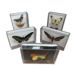 Lot de papillons naturaliss botes plexiglass entomologiste