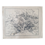 Louis john endres (1896 - 1989) - dessin au fusain sur papier - genevrier toutliat, grand atlas maroc ...