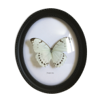 Morpho luna sous cadre bomb vintage