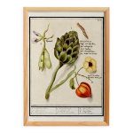 Petite affiche sur artichaut et physalis , d'après une gravure ancienne de Petite affiche sur artichaut et physalis , d'après une gravure ancienne de