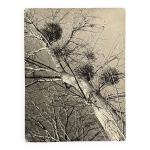 Photo noir et blanc intitul�e boules de guy par robert laporte xxe