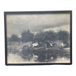 Photographie ancienne deux attelages de boeufs près d'une mare Photographie ancienne deux attelages de boeufs près d'une mare