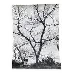 Photographie argentique bernard darot arbustes au bord de l'eau xxe