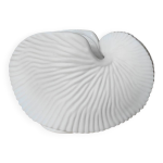 Photophore coquillage