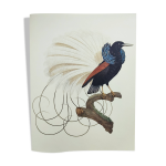 Planche ancienne - manucode  12 filets - illustration zoologique oiseaux