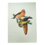 Planche ancienne oiseaux ann�es 1960 - beccrois� des sapins - illustration zoologique animal