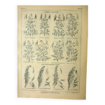 Planche botanique 1921 m. dessertenne - avoine, varits, crales, flocons