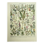 Planche botanique 1928 a. millot - plantes mdicinales 1, herboristerie