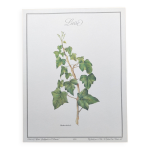 Planche botanique - lierre - illustration de plantes mdicinales