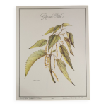 Planche botanique ortie