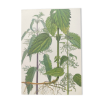 Planche botanique vintage de 1978 - ortie dio�que - gravure de  mauvaises herbes
