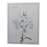 Planche de fleur - lis blanc - illustration de plantes mdicinales