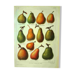 Planche de fruit - 1921 - de dessertenne - poire du verger. gravure vintage
