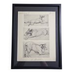 Planche illustre, tudes de chien terrier, signe andr margat, 1930