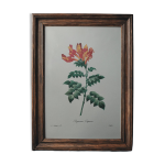 Planche illustr�e originale bignone du cap